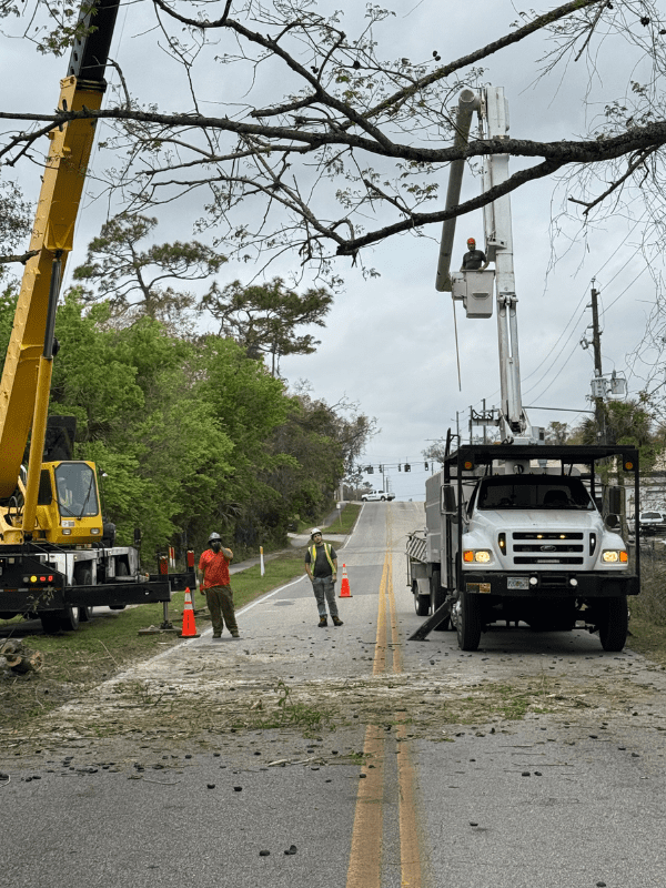 Untitled design (31) tree removal orlando